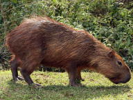 Capybara (Brazil)
